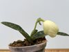 Paphiopedilum godefryae var.alba